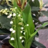 pot de muguet 3 brins – livraison à paris dès le 29 avril pot de muguet 3 brins – livraison à paris dès le 29 avril