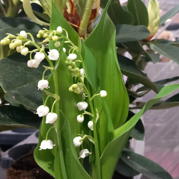 pot de muguet 3 brins – livraison à paris dès le 29 avril pot de muguet 3 brins – livraison à paris dès le 29 avril