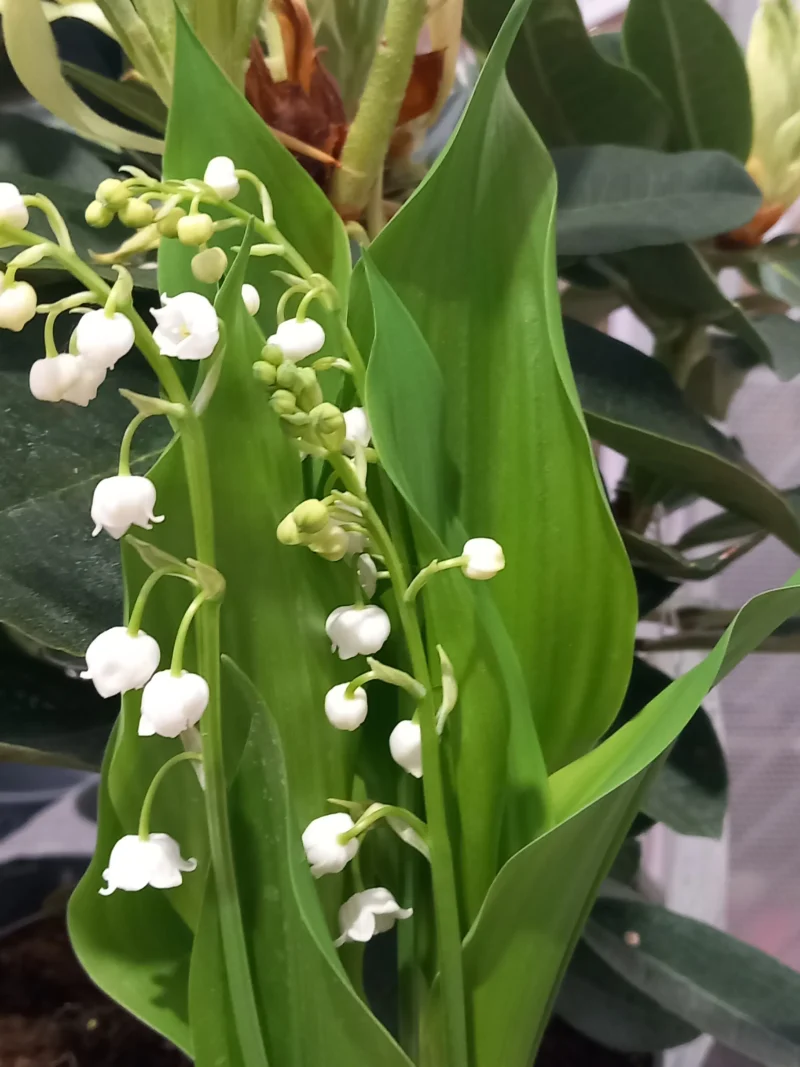 pot de muguet 3 brins – livraison à paris dès le 29 avril