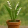 pot de muguet Pot de muguet à trois brins provient de France livraison Paris